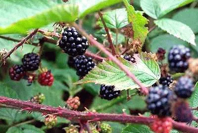 Autumn Fruit