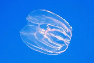 Noce di mare