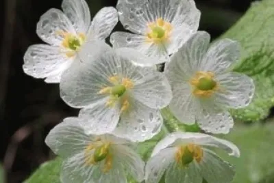 NATURE