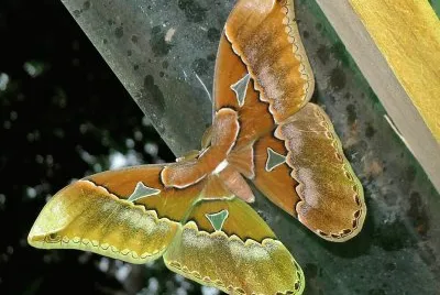Rothschildia orizaba