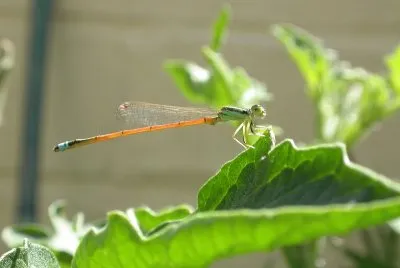 Ischnura aurota