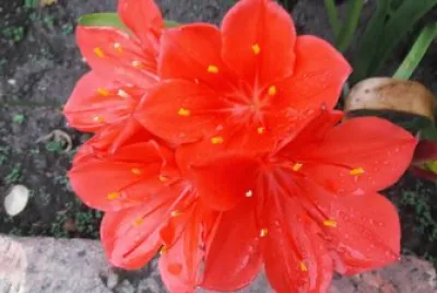 lirio naranja jigsaw puzzle