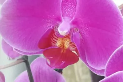 orquidea jigsaw puzzle
