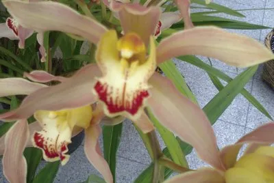 orquidea jigsaw puzzle