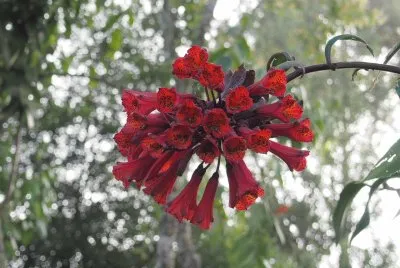 flor de altura jigsaw puzzle