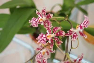 orquidea jigsaw puzzle