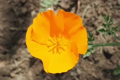 calendula jigsaw puzzle