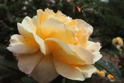 rosa jigsaw puzzle