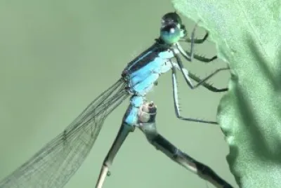 Ischnura fontaineae