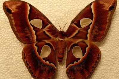 Rothschildia lebeau