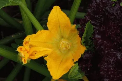 flor de calabaza