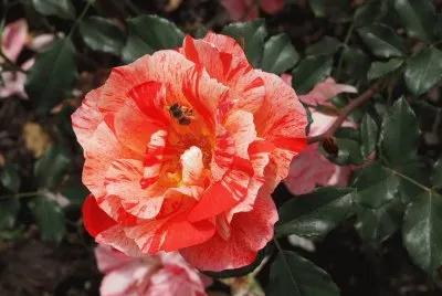 rosa bicolor