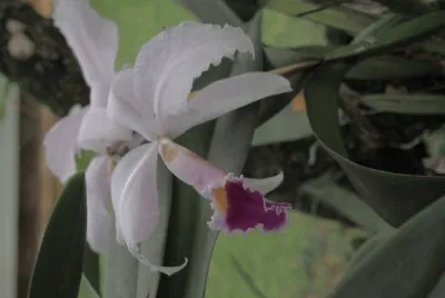 orquidea