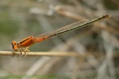 Ischnura pumilio