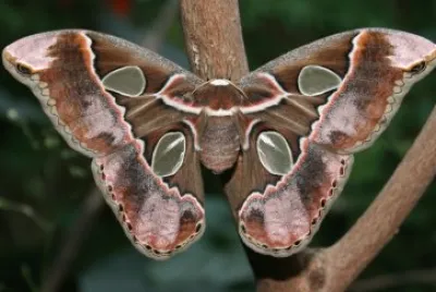 Rothschildia cincta