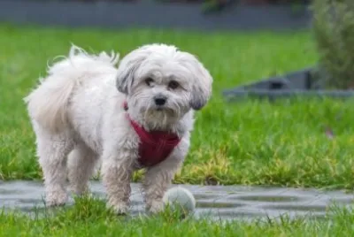 Maltese shih tzu