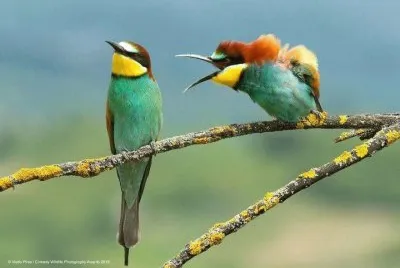 aves