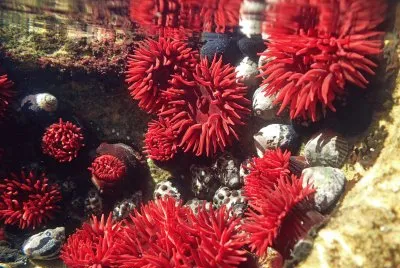 Actinia tenebrosa