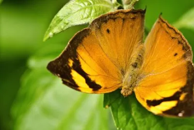 Doleschallia bisaltide