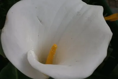 cartucgo blanco