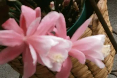 flor de cactus