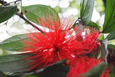 rojo