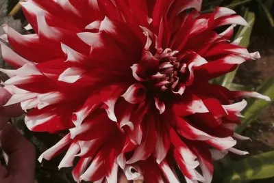 dalia bicolor