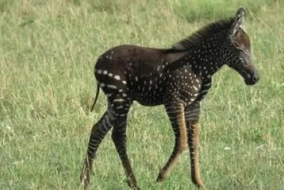 Zebra a pois