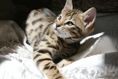 Cheetoh