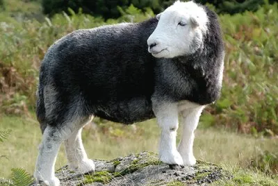 Herdwick