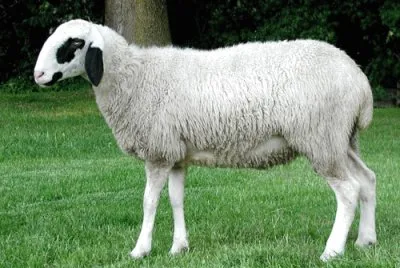Brillenschaf