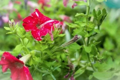 Foto jigsaw puzzle