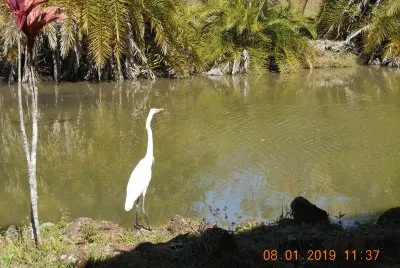 Garça no Lago