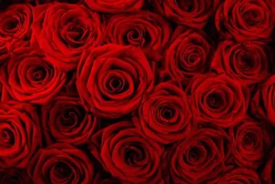 para armar mis foto concentidas jigsaw puzzle