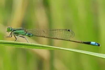 Ischnura senegalensis