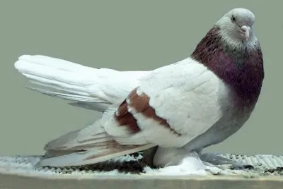 Rotolatore persiano