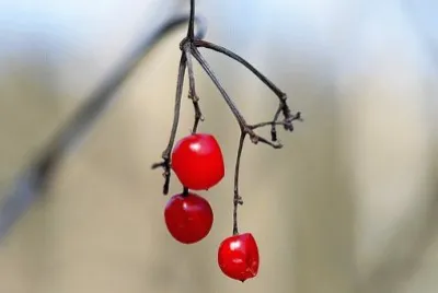 OK