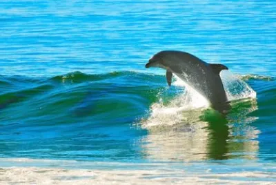 Foto jigsaw puzzle