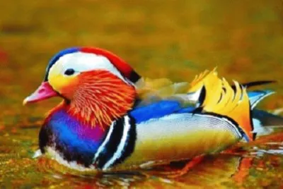 Foto jigsaw puzzle