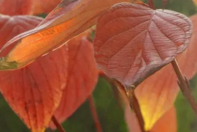 פאזל של herbstblatt