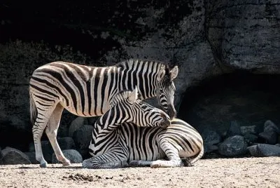 Foto jigsaw puzzle