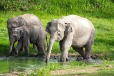 Foto jigsaw puzzle