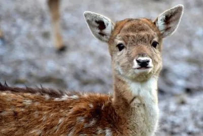 Foto jigsaw puzzle