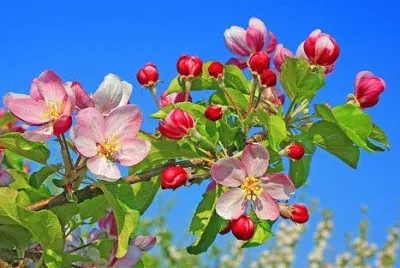 Foto jigsaw puzzle