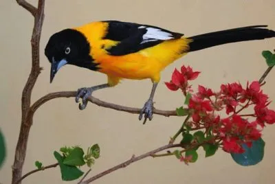 imagem jigsaw puzzle