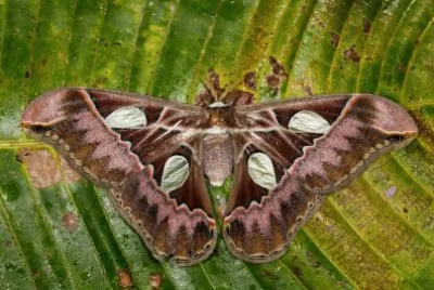 Rothschildia moth