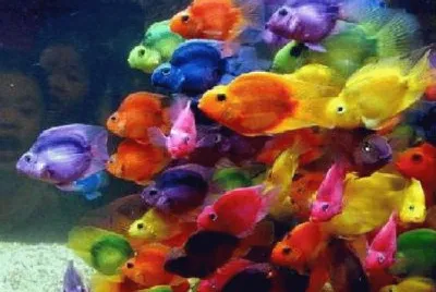 Foto jigsaw puzzle