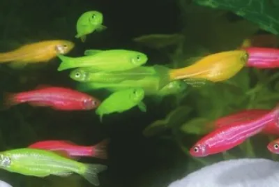 Foto