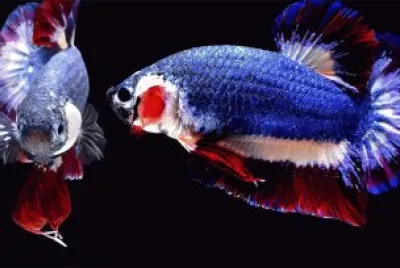 Foto