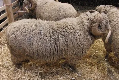 Merino d 'arles